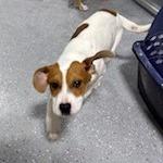 Enlarge Lambo, a Adoptable mixed breed in Grinnell, IA image 1/2