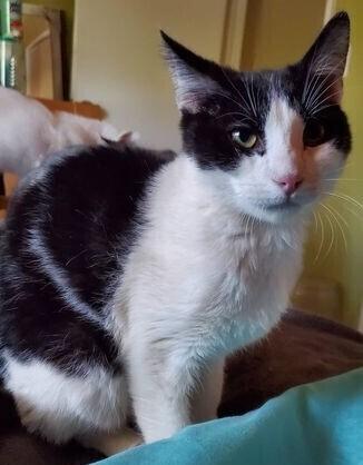 Enlarge Pan, a Adoptable mixed breed in Calimesa, CA image 1/2