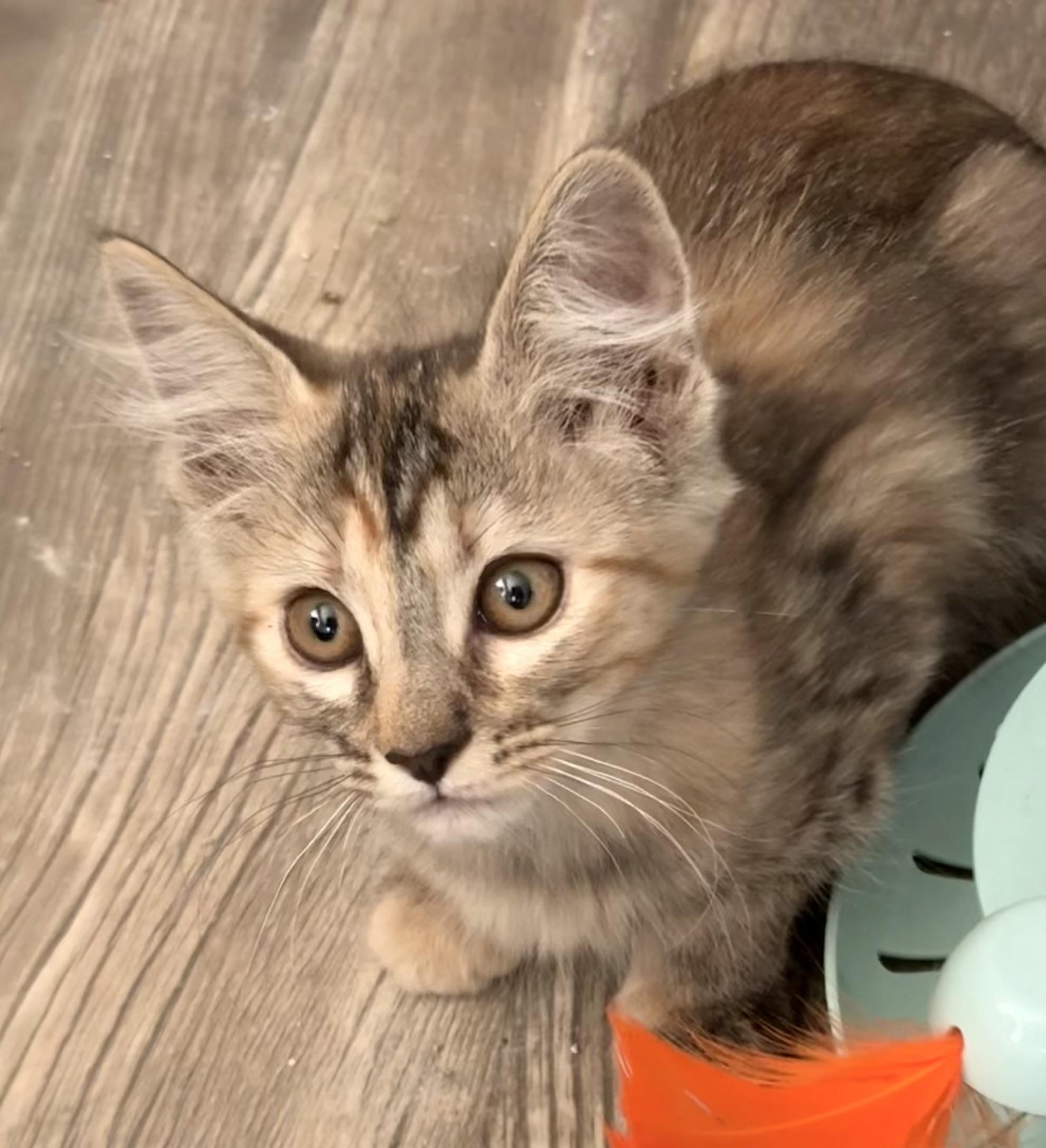 Bessie, ADOPTABLE, Young Female Domestic Short Hair.