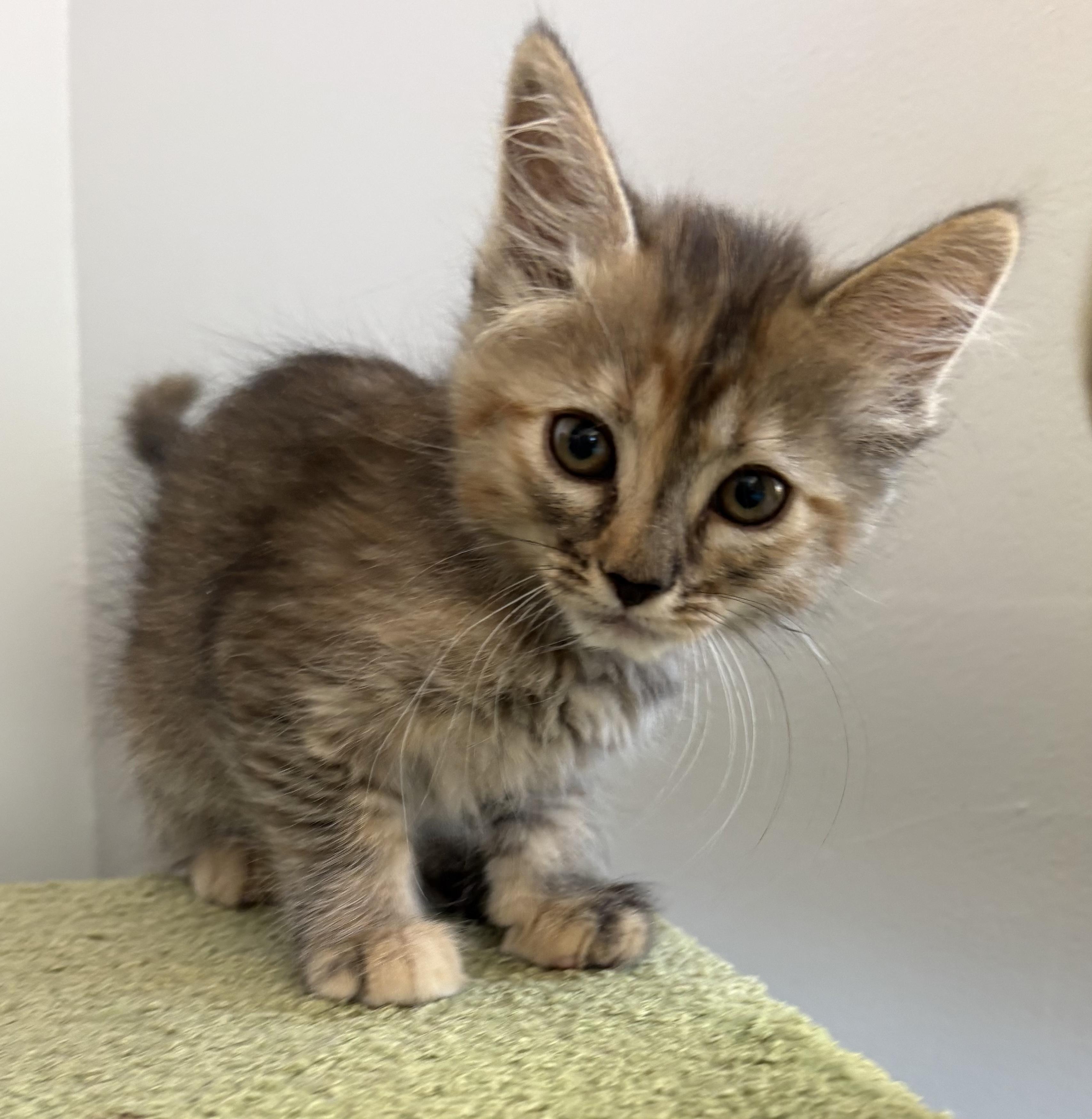 Enlarge Bessie, a ADOPTABLE Domestic Short Hair in Oracle, AZ image 2/2