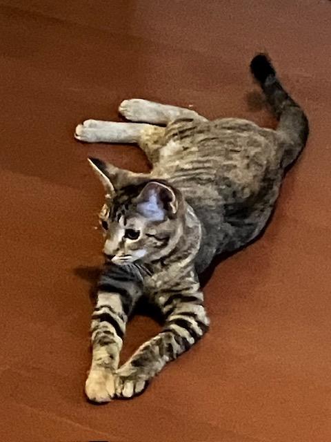 Enlarge Bev, a Adopted Domestic Short Hair in Calgary, AB image 2/3