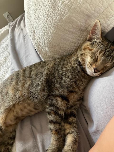Enlarge Bev, a Adopted Domestic Short Hair in Calgary, AB image 3/3