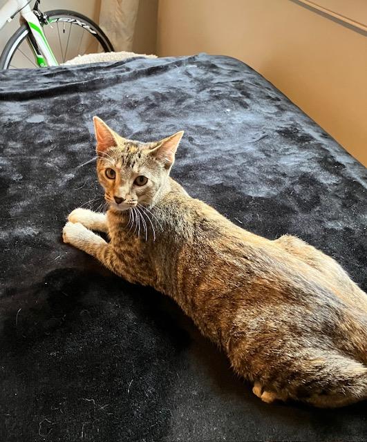 Bev, Adopted, Young Female Domestic Short Hair.