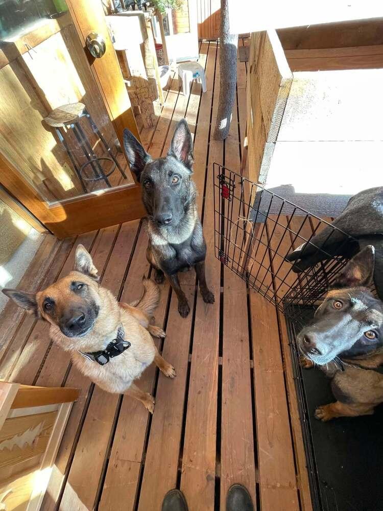 Mac - Located in Colorado, Adopted, Young Male Belgian Shepherd / Malinois.