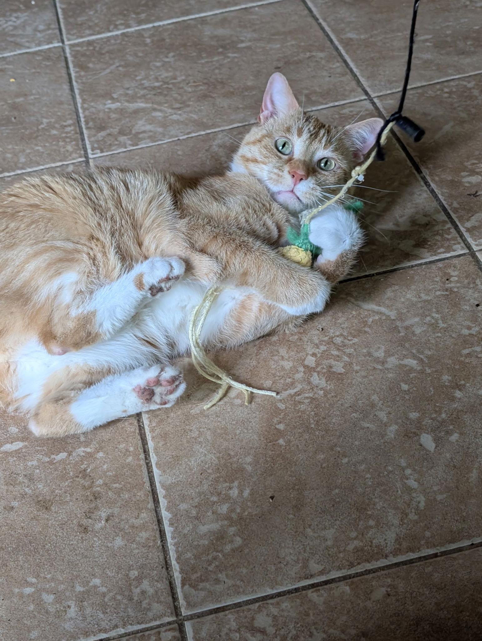 Meow Meow, Adoptable, Adult Male Domestic Short Hair & Tabby.