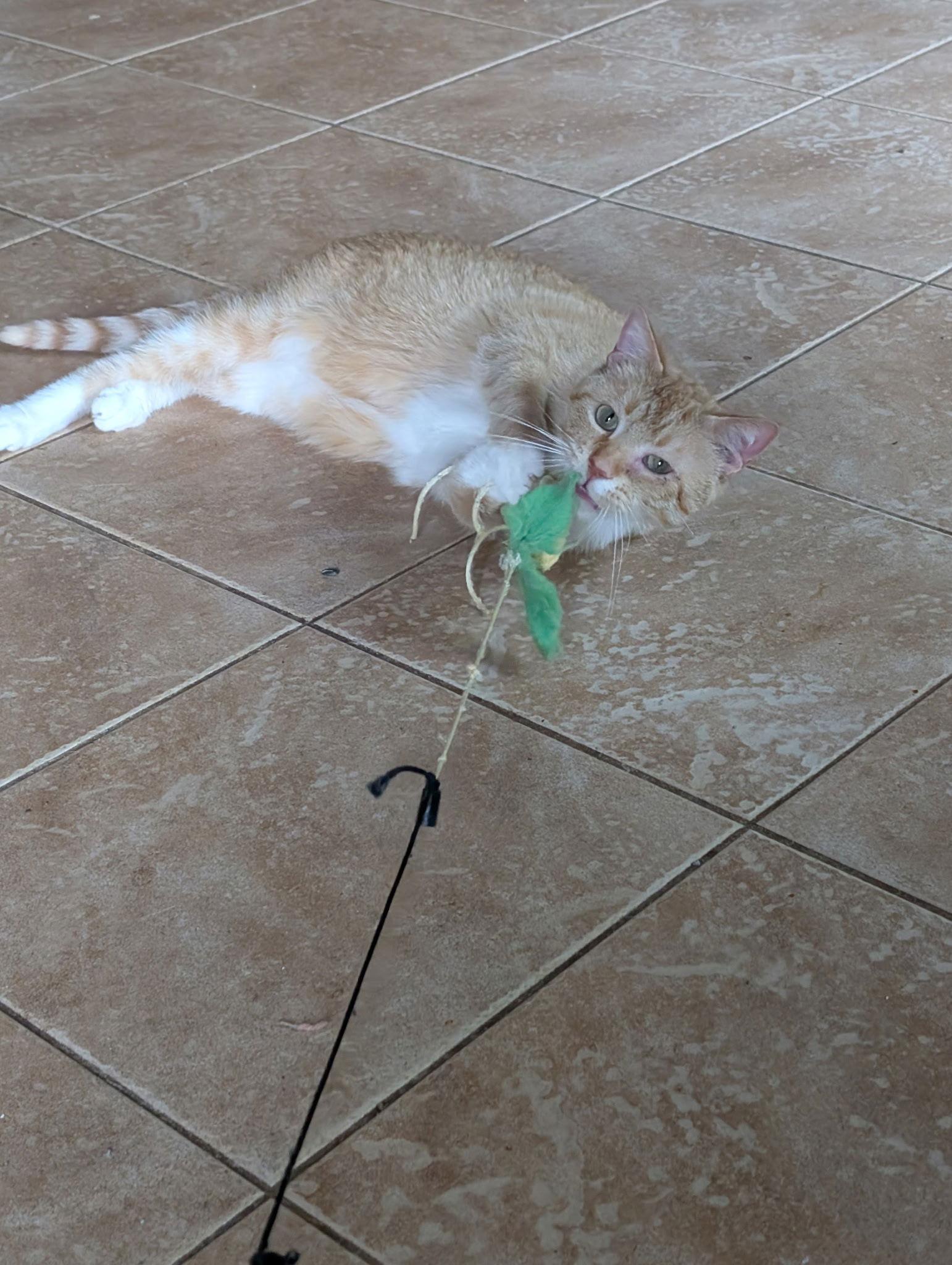 Meow Meow, Adoptable, Adult Male Domestic Short Hair & Tabby.