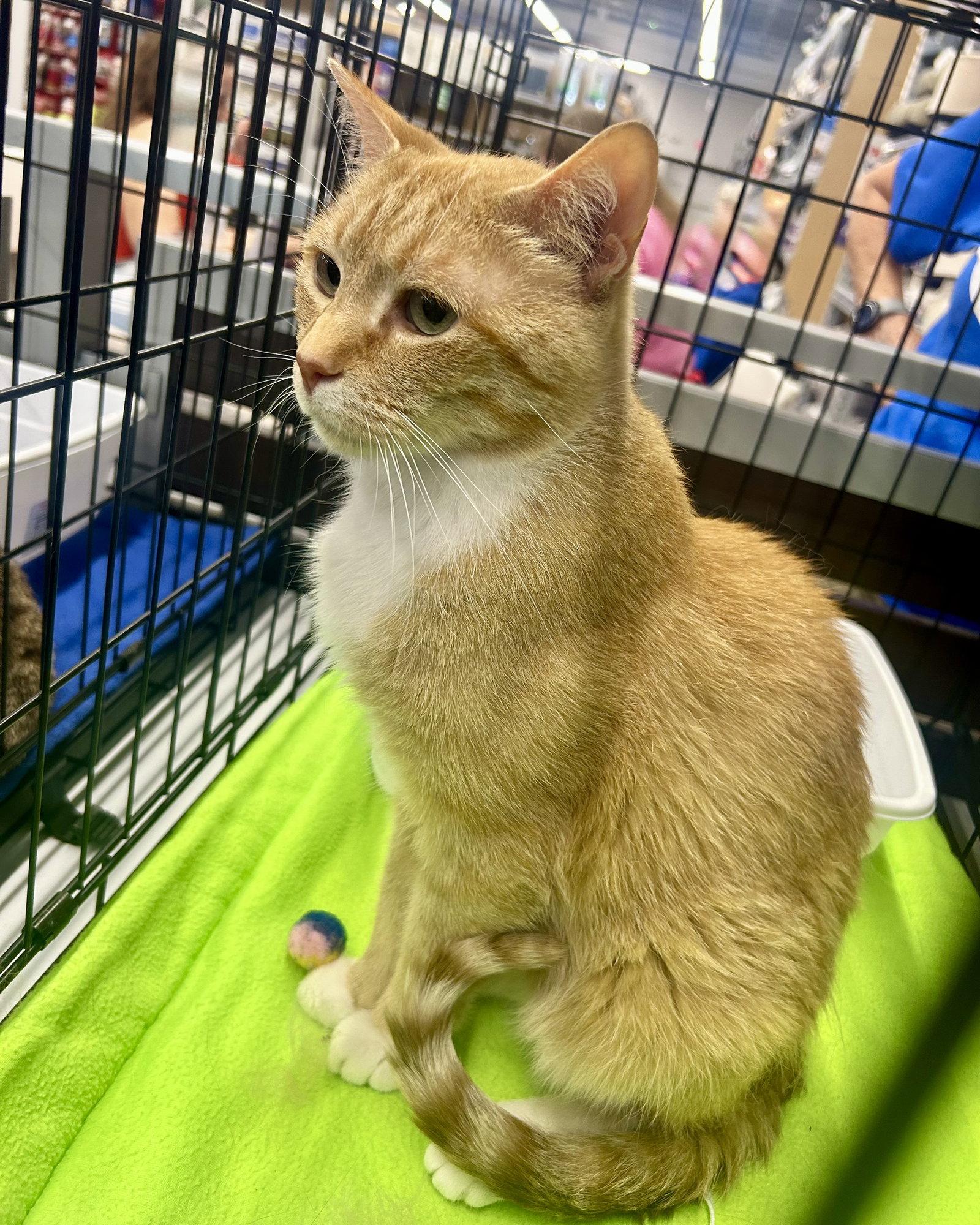 Meow Meow, Adoptable, Adult Male Domestic Short Hair & Tabby.