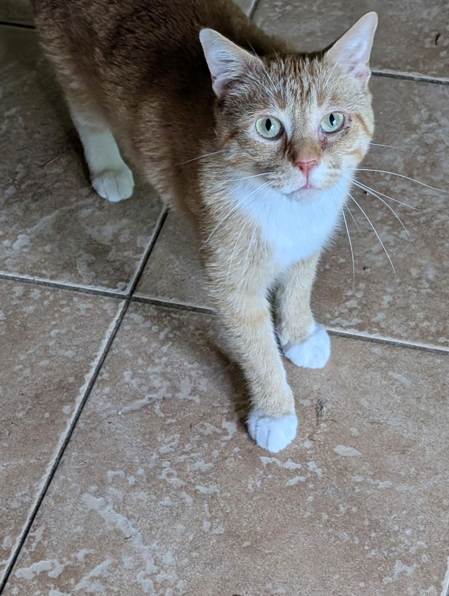 Enlarge Meow Meow, a Adoptable mixed breed in Forest Lake, MN image 3/3