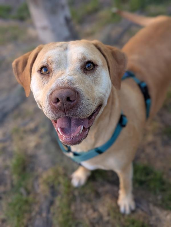 Buttercream, Adoptable, Adult Female Labrador Retriever.
