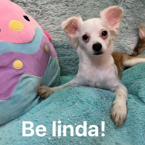 BE-LINDA