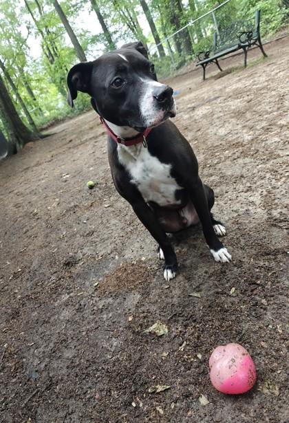 Turbo, Adoptable, Adult Male Retriever & Mixed Breed.