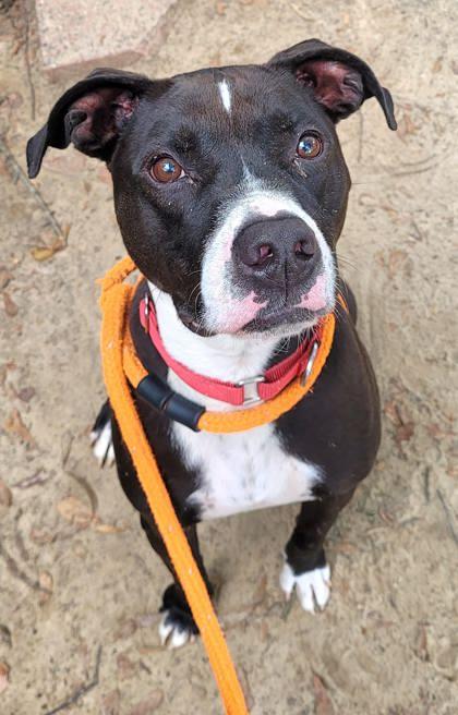 Turbo, Adoptable, Adult Male Retriever & Mixed Breed.