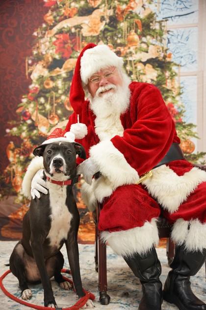 Enlarge Turbo, a Adoptable mixed breed in Spartanburg, SC image 3/3