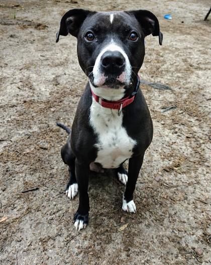 Turbo, a Adoptable mixed breed in Spartanburg, SC image 2/3