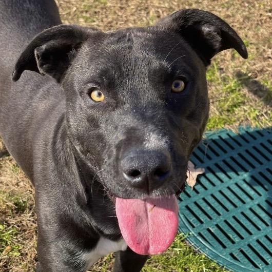 Salem, Adoptable, Young Male Mixed Breed.