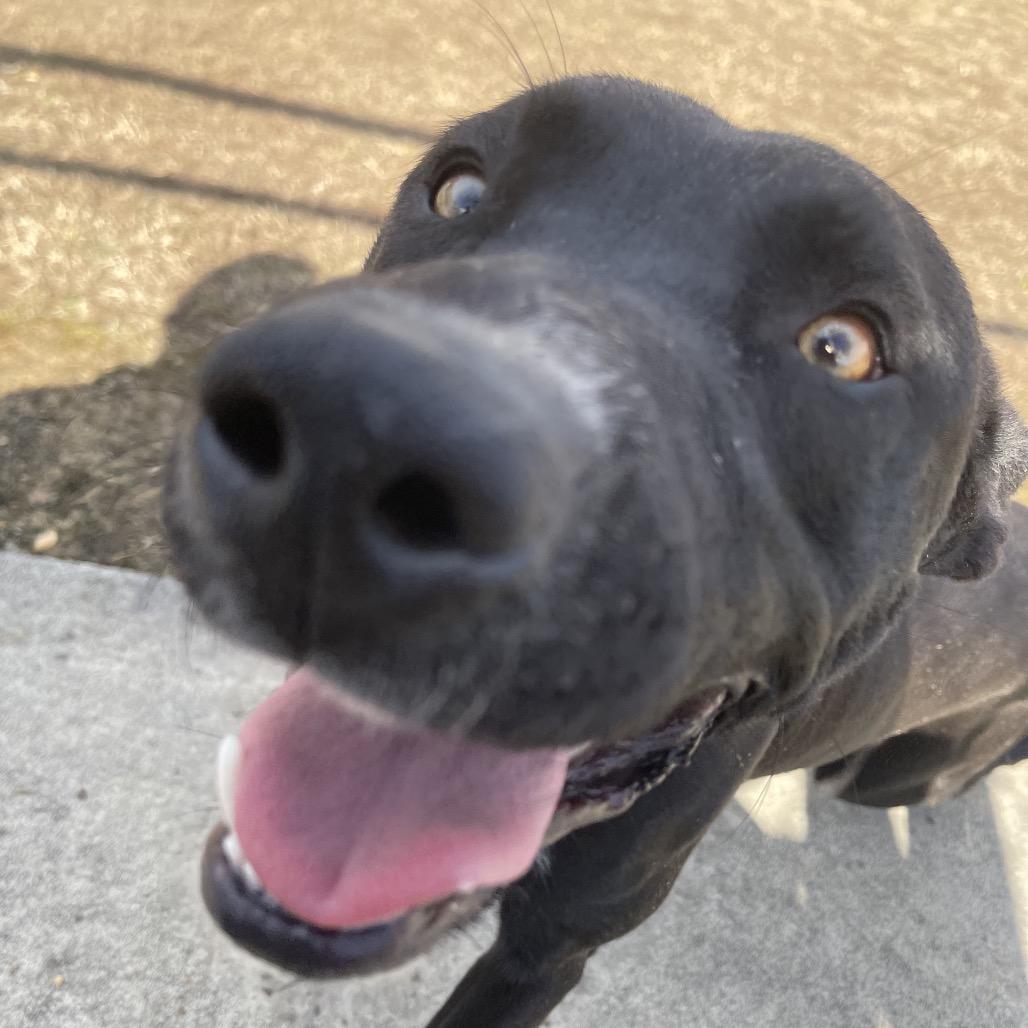 Enlarge Salem, a Adoptable Mixed Breed in Blairsville, GA image 2/6