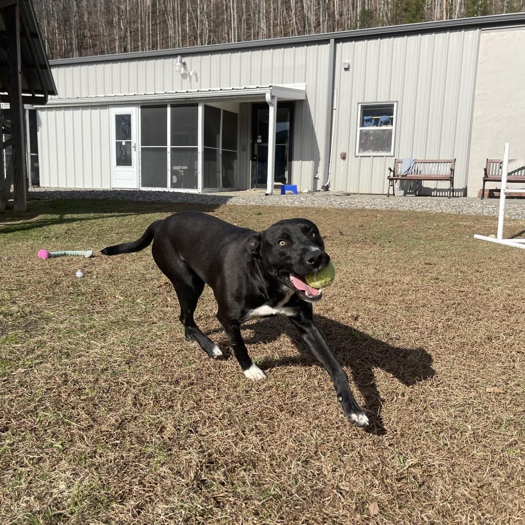 Enlarge Salem, a Adoptable Mixed Breed in Blairsville, GA image 3/6