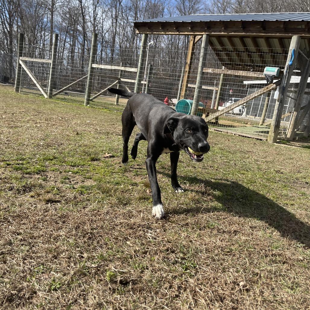 Enlarge Salem, a Adoptable Mixed Breed in Blairsville, GA image 4/6