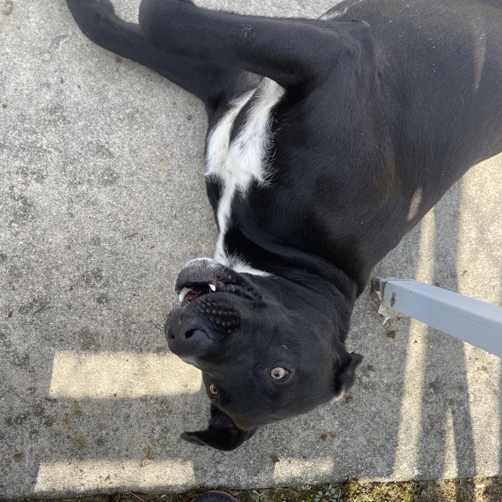 Enlarge Salem, a Adoptable Mixed Breed in Blairsville, GA image 5/6