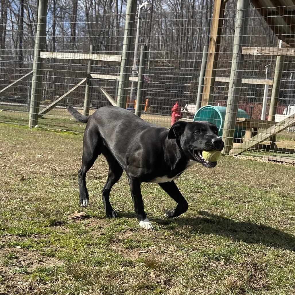 Enlarge Salem, a Adoptable Mixed Breed in Blairsville, GA image 6/6