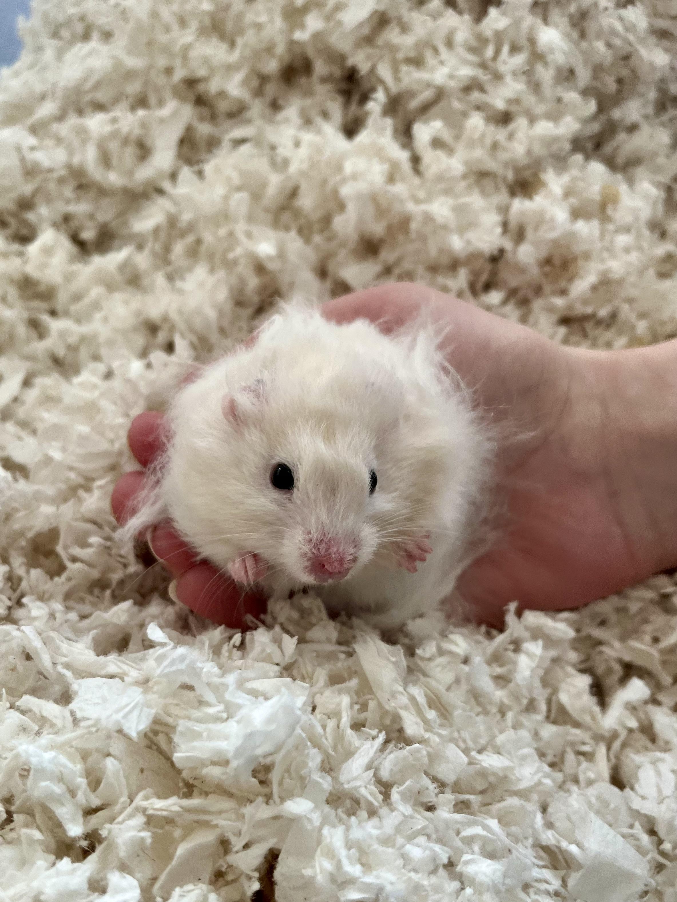 Enlarge Puffin, a ADOPTABLE Hamster in Andover, CT image 3/6