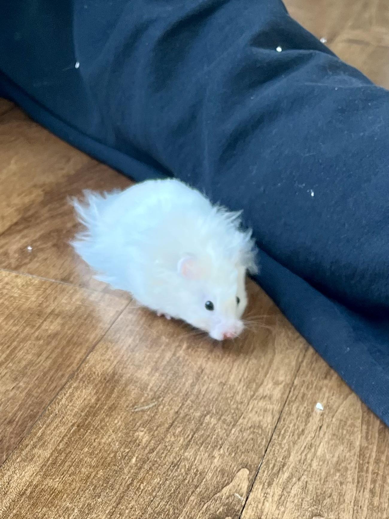 Enlarge Puffin, a ADOPTABLE Hamster in Andover, CT image 5/6