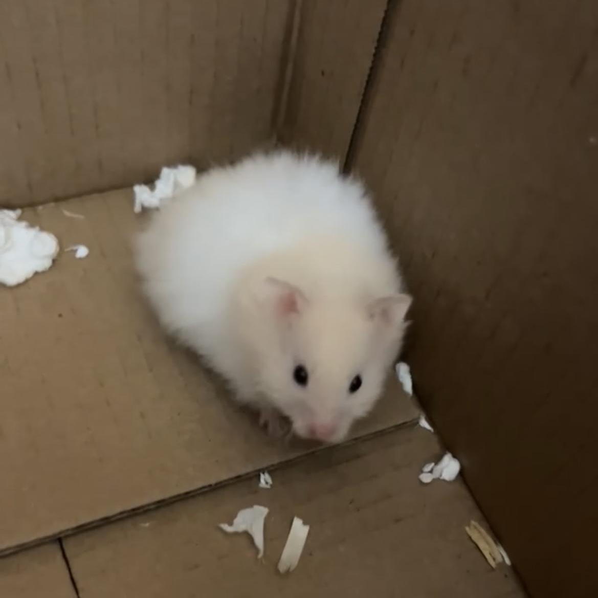 Enlarge Puffin, a ADOPTABLE Hamster in Andover, CT image 1/6