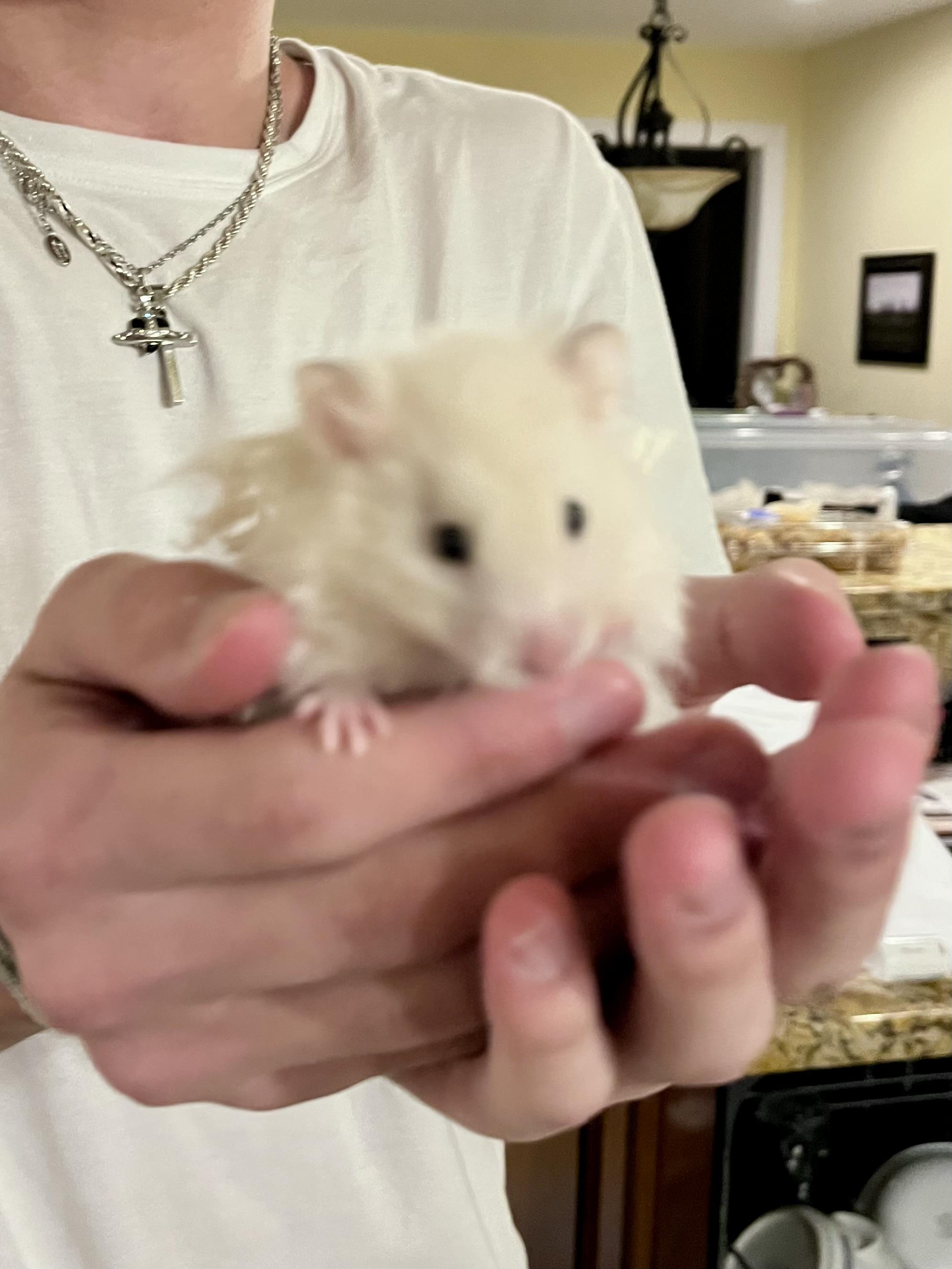 Enlarge Puffin, a ADOPTABLE Hamster in Andover, CT image 2/6