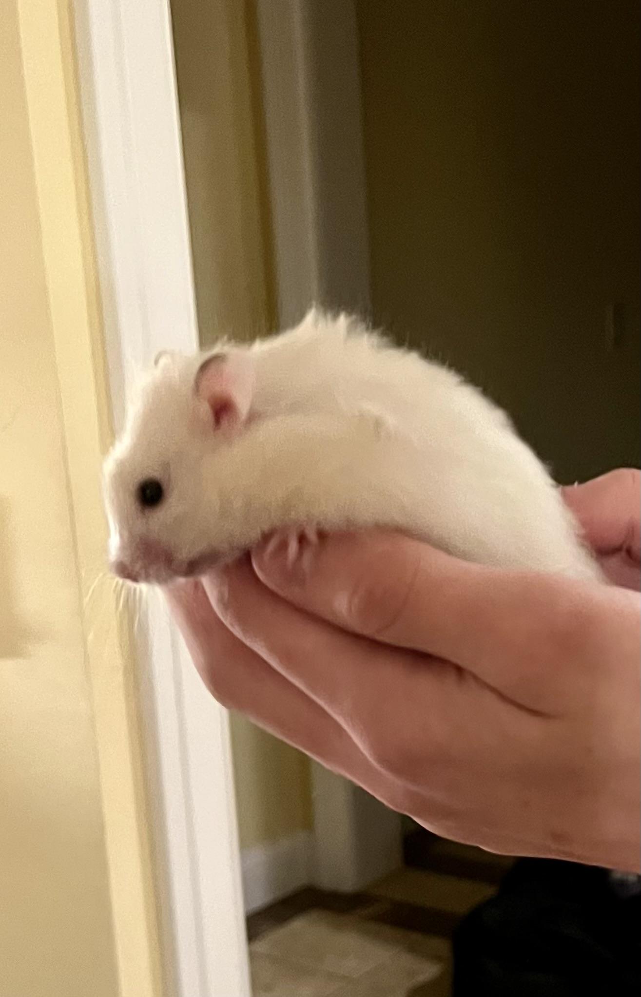 Enlarge Puffin, a ADOPTABLE Hamster in Andover, CT image 4/6