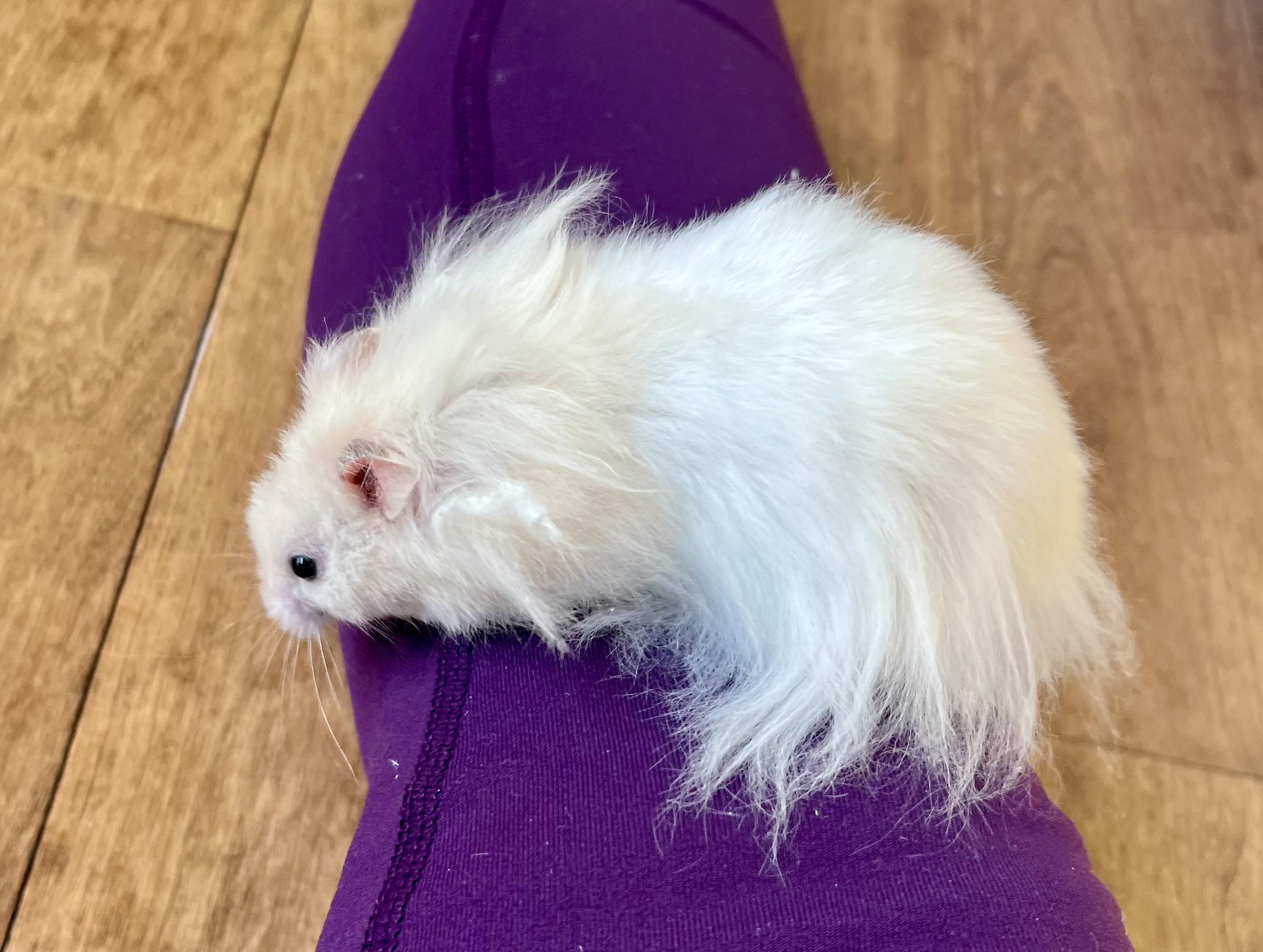 Enlarge Puffin, a ADOPTABLE Hamster in Andover, CT image 6/6