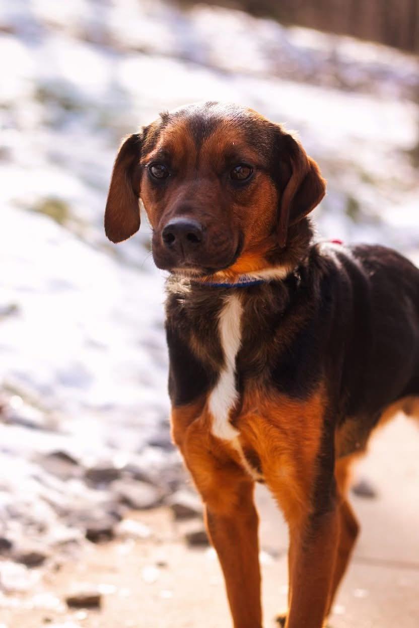 Minnie, ADOPTABLE, Young Female Black and Tan Coonhound.
