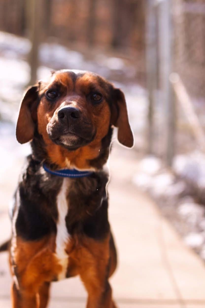 Enlarge Minnie, a ADOPTABLE mixed breed in Grafton, WV image 2/4