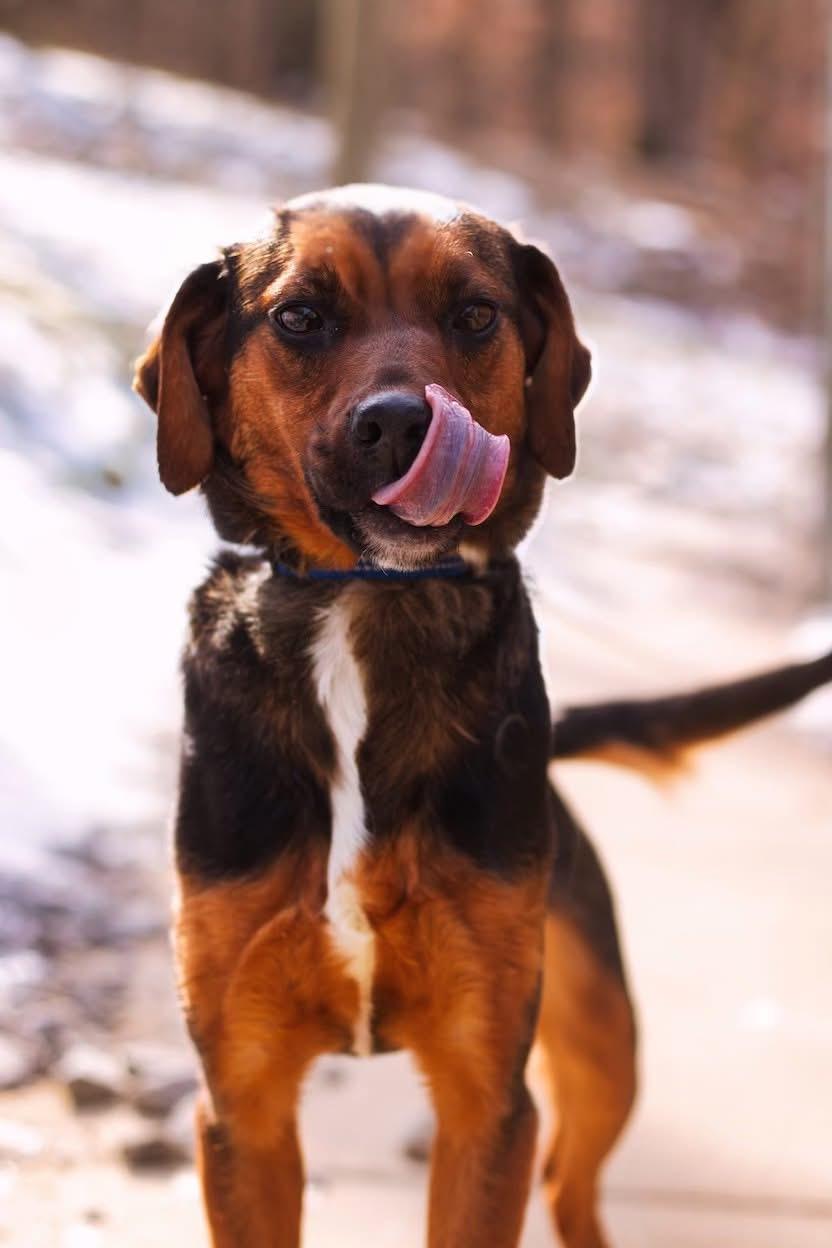 Enlarge Minnie, a ADOPTABLE mixed breed in Grafton, WV image 4/4