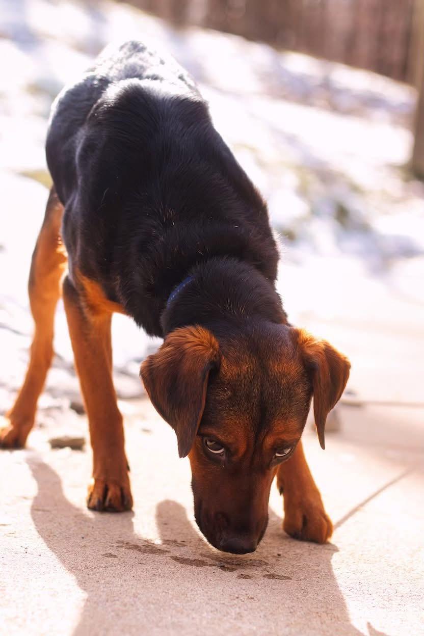 Enlarge Minnie, a ADOPTABLE mixed breed in Grafton, WV image 3/4