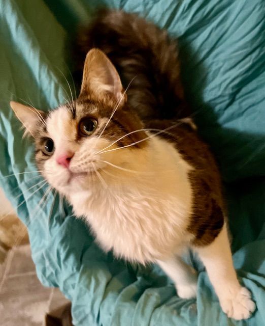 Cat for adoption Romeo, a Domestic Medium Hair & Tabby Mix in Troy