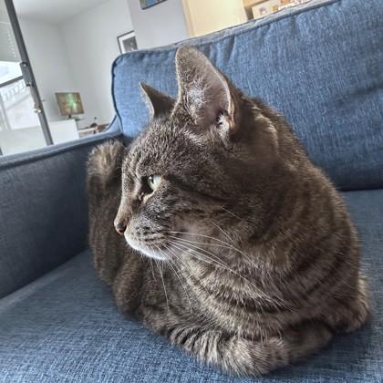 Pepe, Adoptable, Senior Male Domestic Short Hair & Domestic Short Hair.