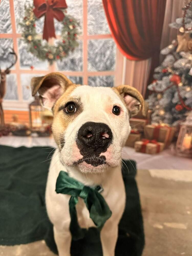 Enlarge Peppermint, a Adoptable mixed breed in Indianapolis, IN image 1/6