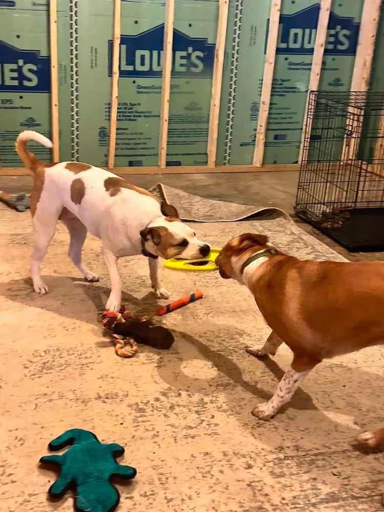 Enlarge Peppermint, a Adoptable mixed breed in Indianapolis, IN image 2/6