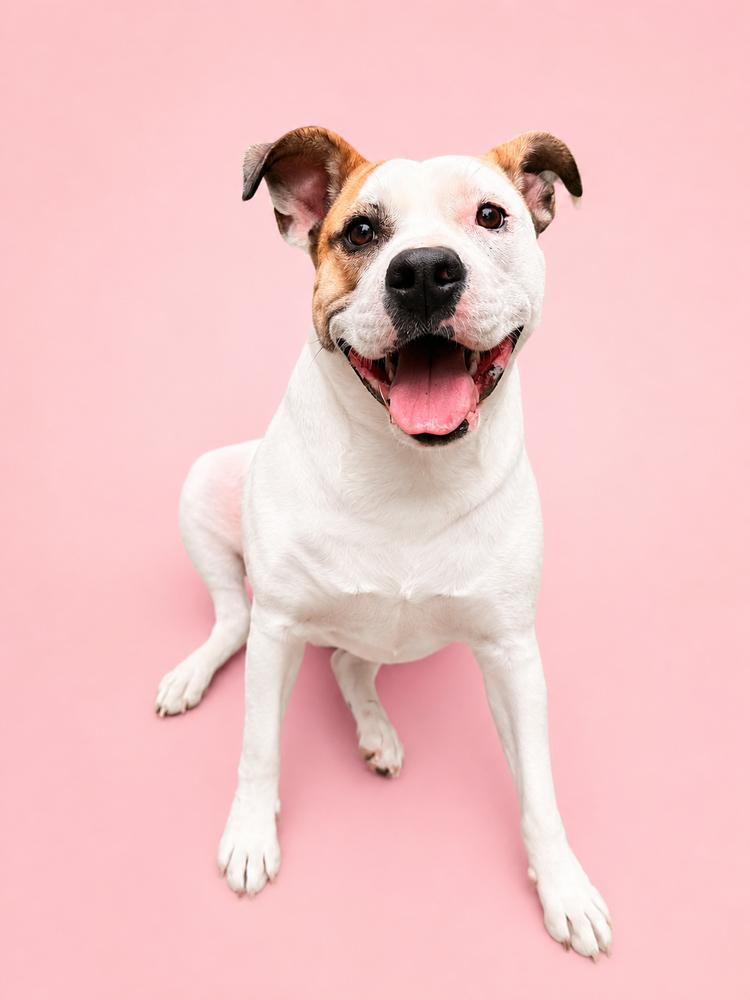 Enlarge Peppermint, a Adoptable mixed breed in Indianapolis, IN image 3/6