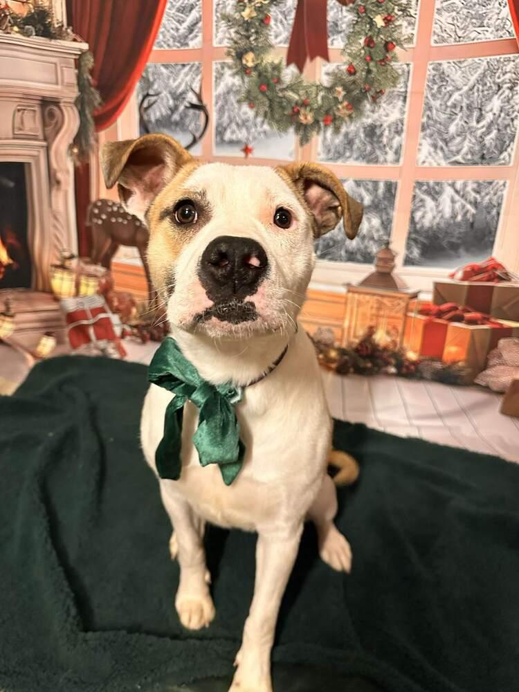 Enlarge Peppermint, a Adoptable mixed breed in Indianapolis, IN image 4/6