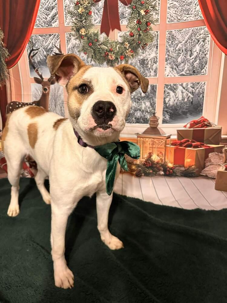 Enlarge Peppermint, a Adoptable mixed breed in Indianapolis, IN image 5/6