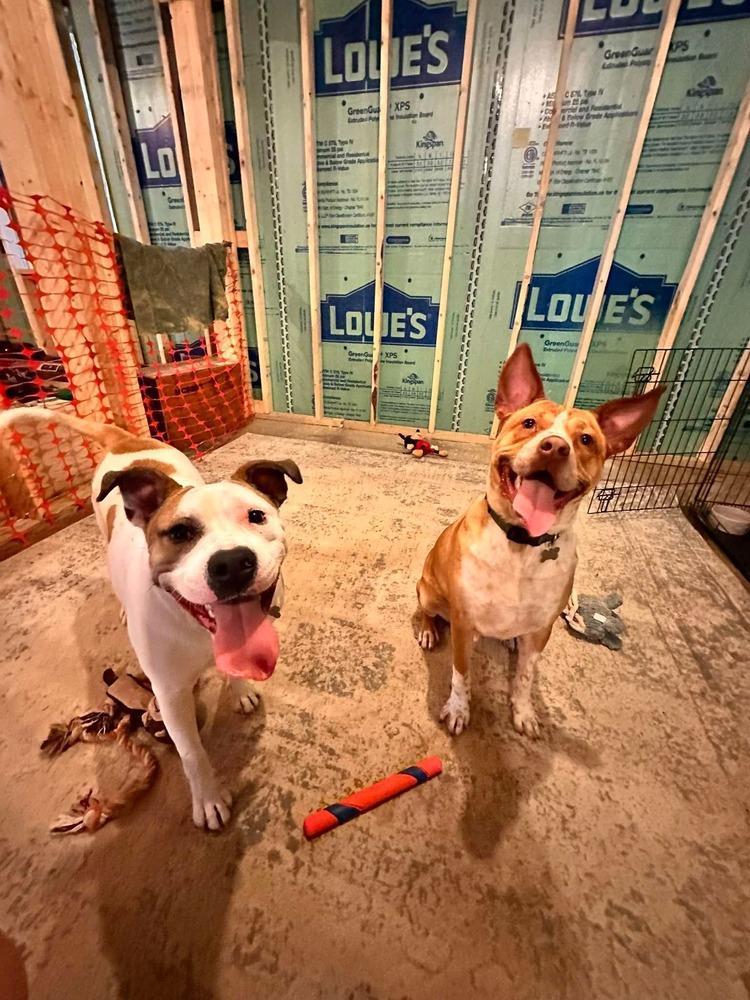 Enlarge Peppermint, a Adoptable mixed breed in Indianapolis, IN image 6/6