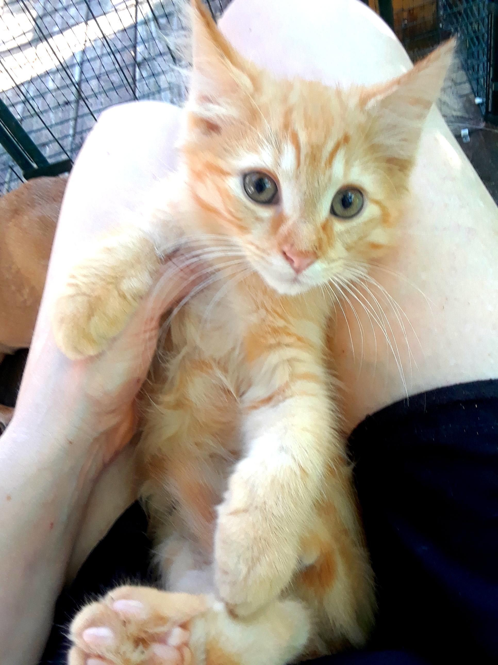Coca-Cola Light, ADOPTABLE, Kitten Male Domestic Long Hair.