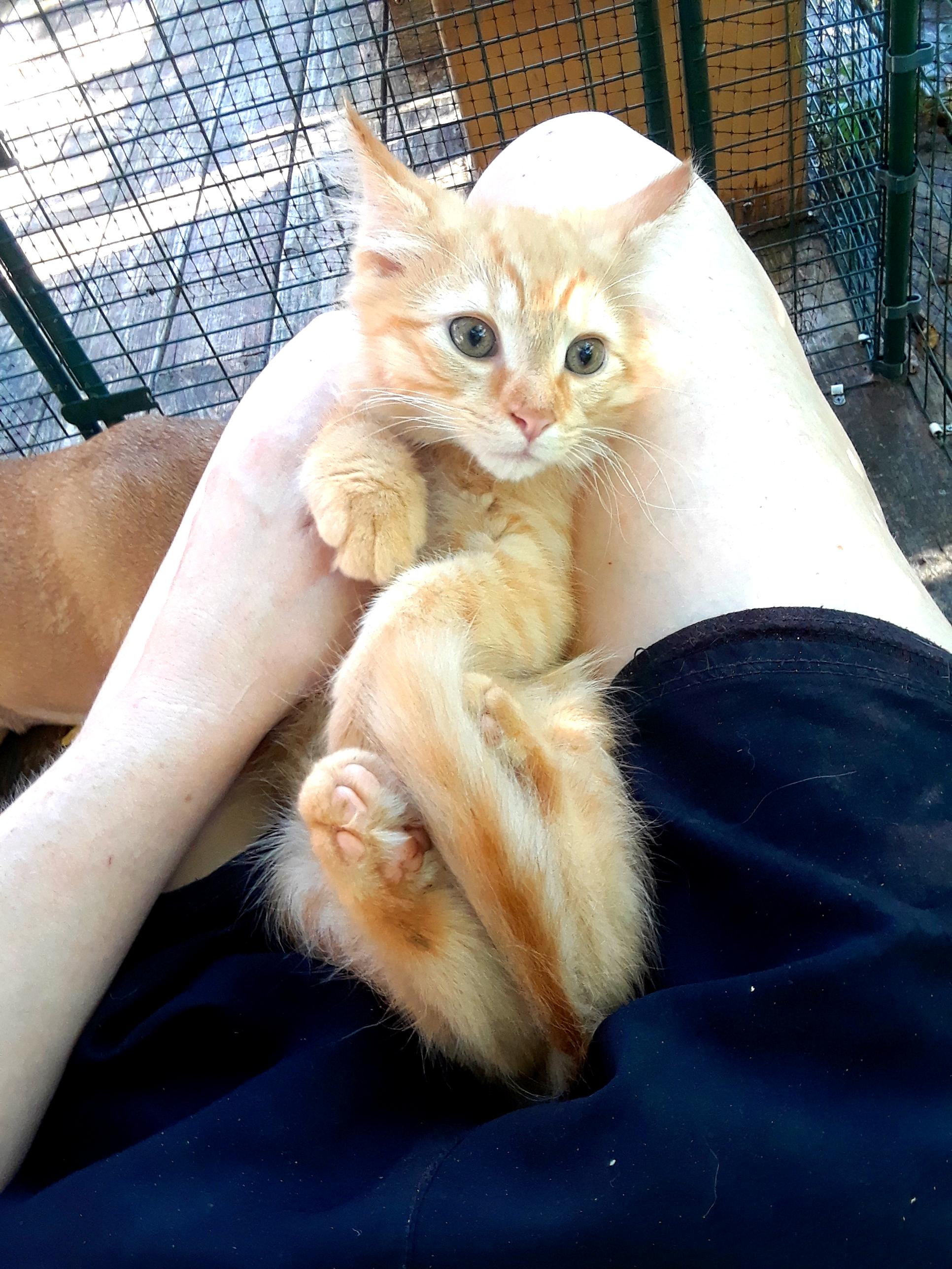 Enlarge Coca-Cola Light, a ADOPTABLE Domestic Long Hair in Millerton, PA image 3/6