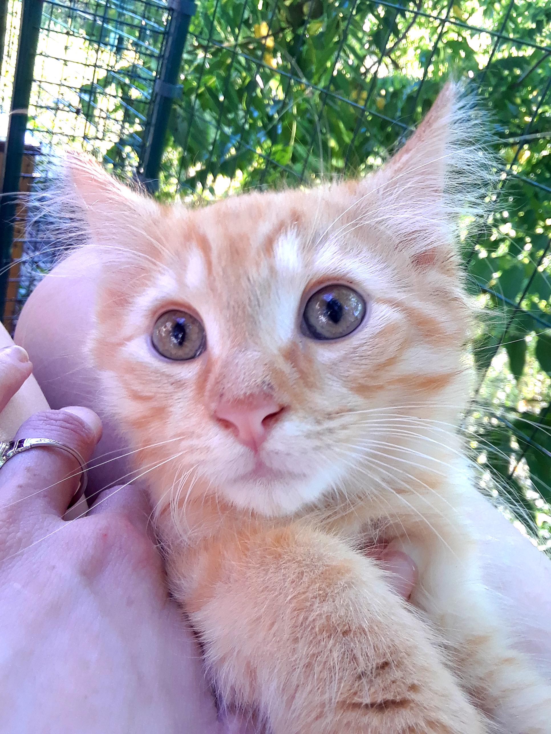 Enlarge Coca-Cola Light, a ADOPTABLE Domestic Long Hair in Millerton, PA image 2/6