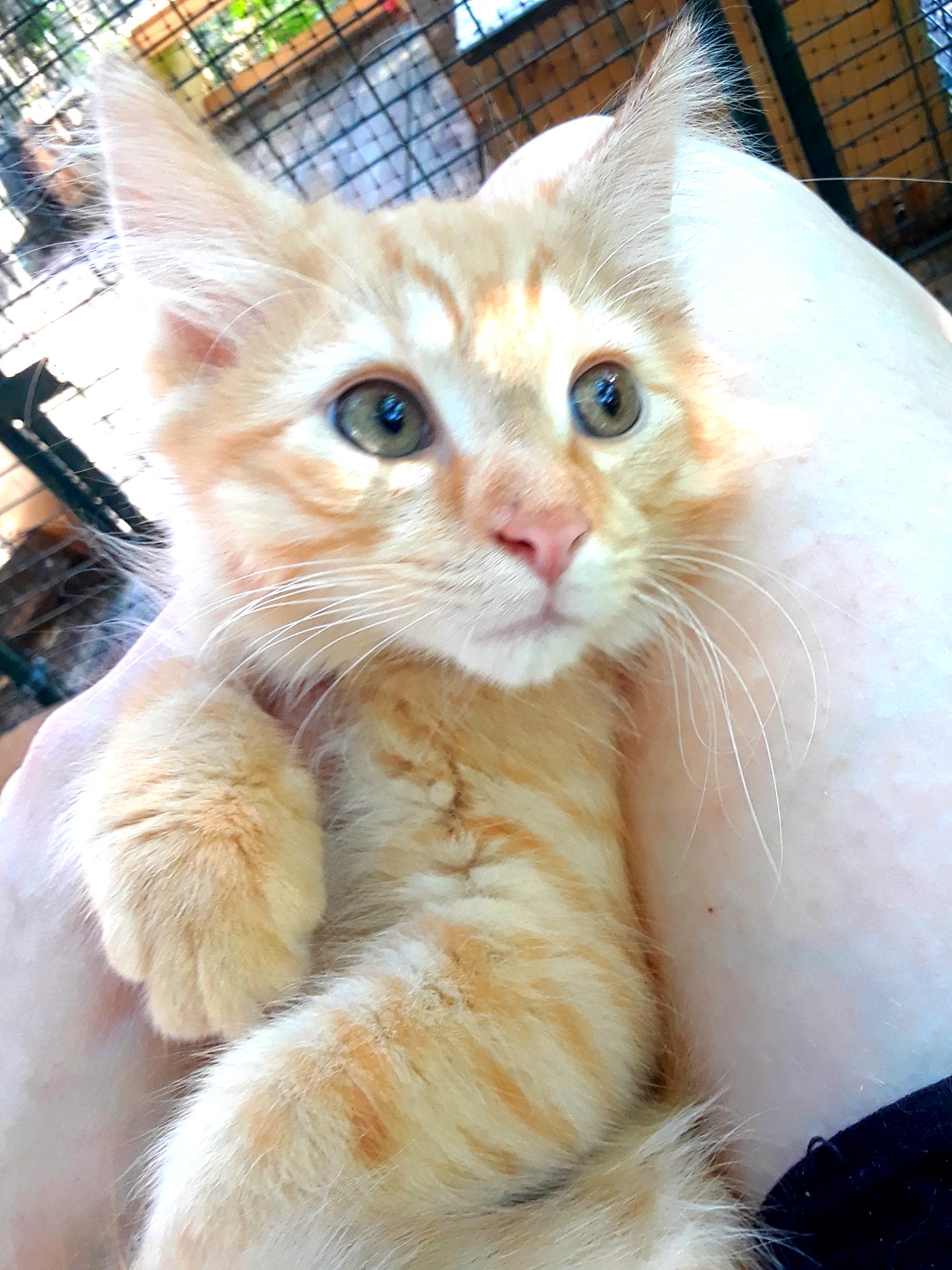 Enlarge Coca-Cola Light, a ADOPTABLE Domestic Long Hair in Millerton, PA image 4/6