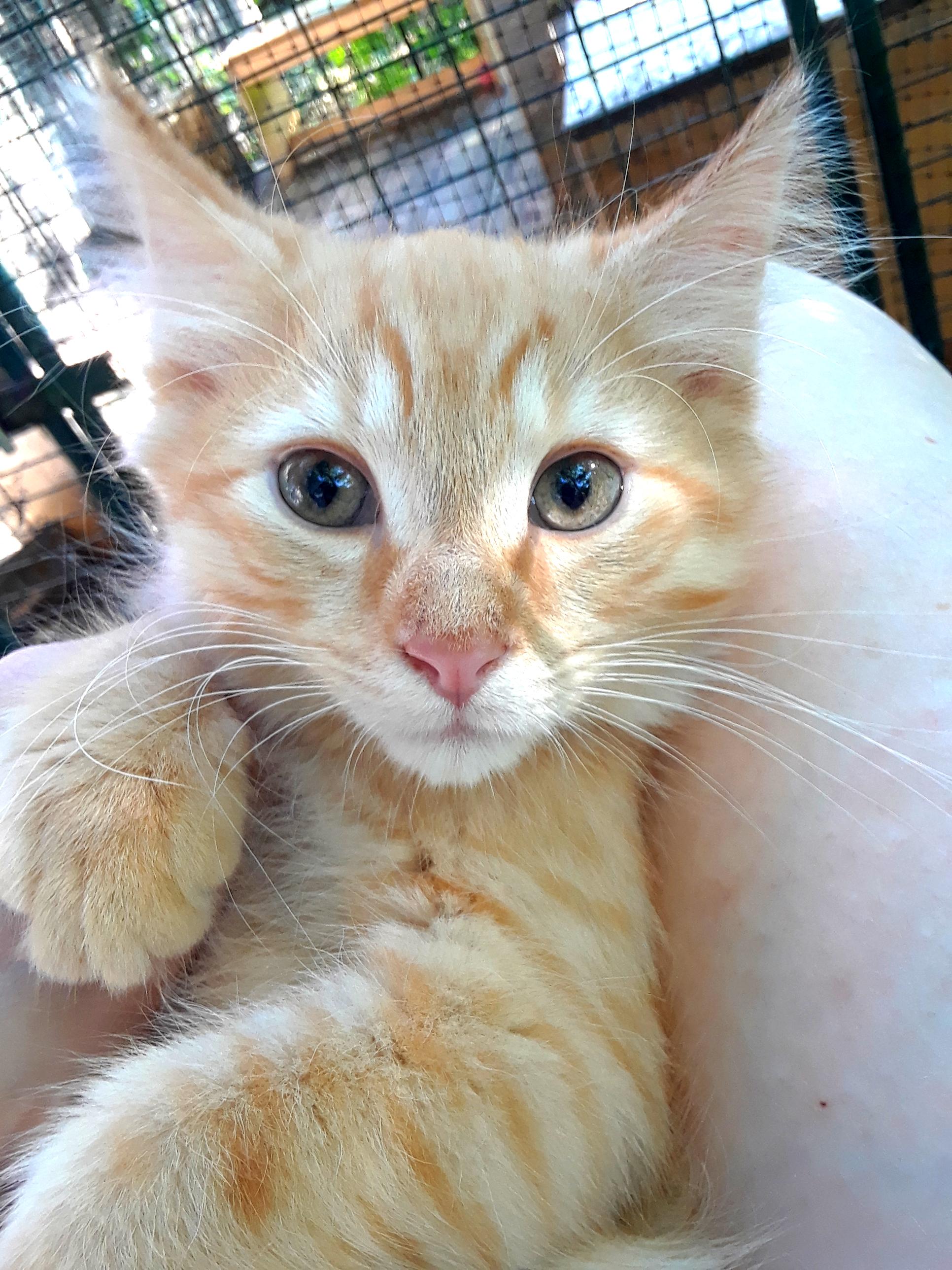 Enlarge Coca-Cola Light, a ADOPTABLE Domestic Long Hair in Millerton, PA image 5/6