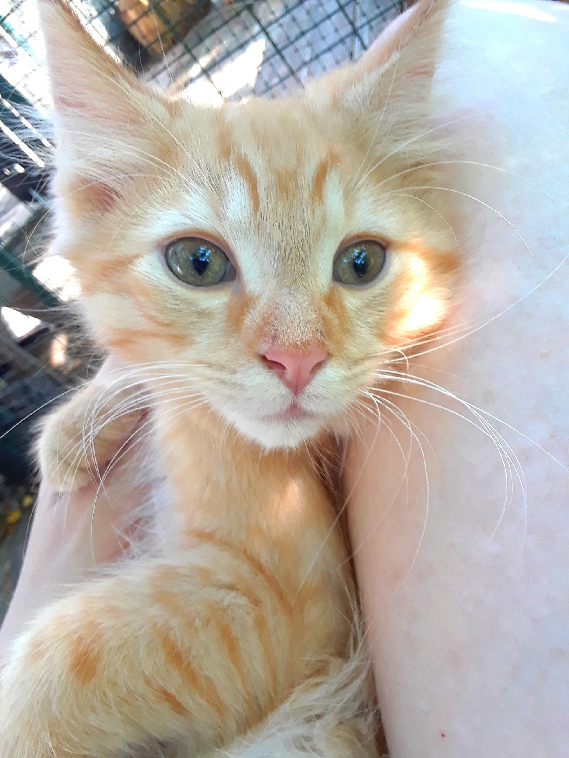 Enlarge Coca-Cola Light, a ADOPTABLE Domestic Long Hair in Millerton, PA image 6/6