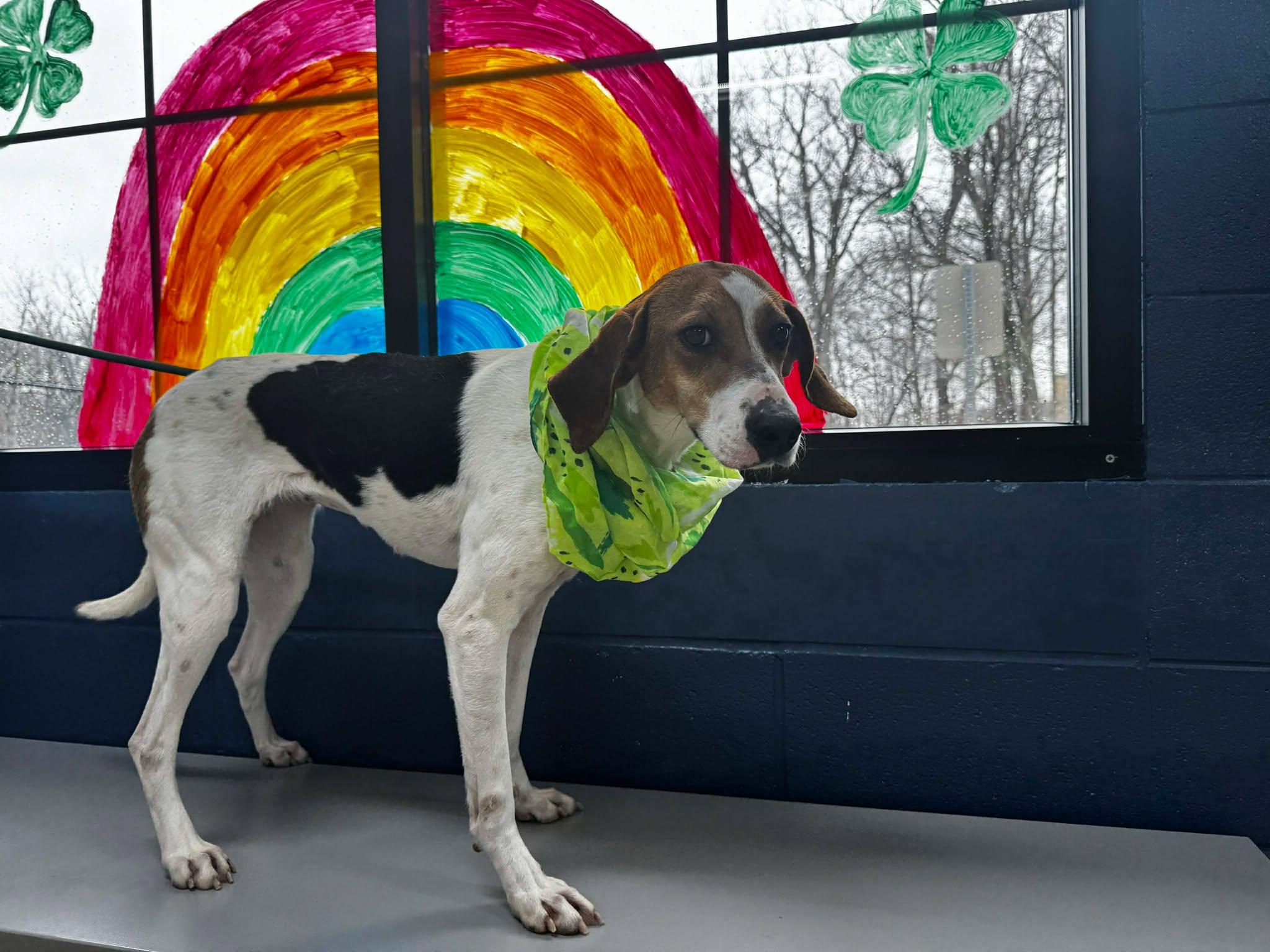 Enlarge annebell, a ADOPTABLE mixed breed in MARION, IN image 3/6