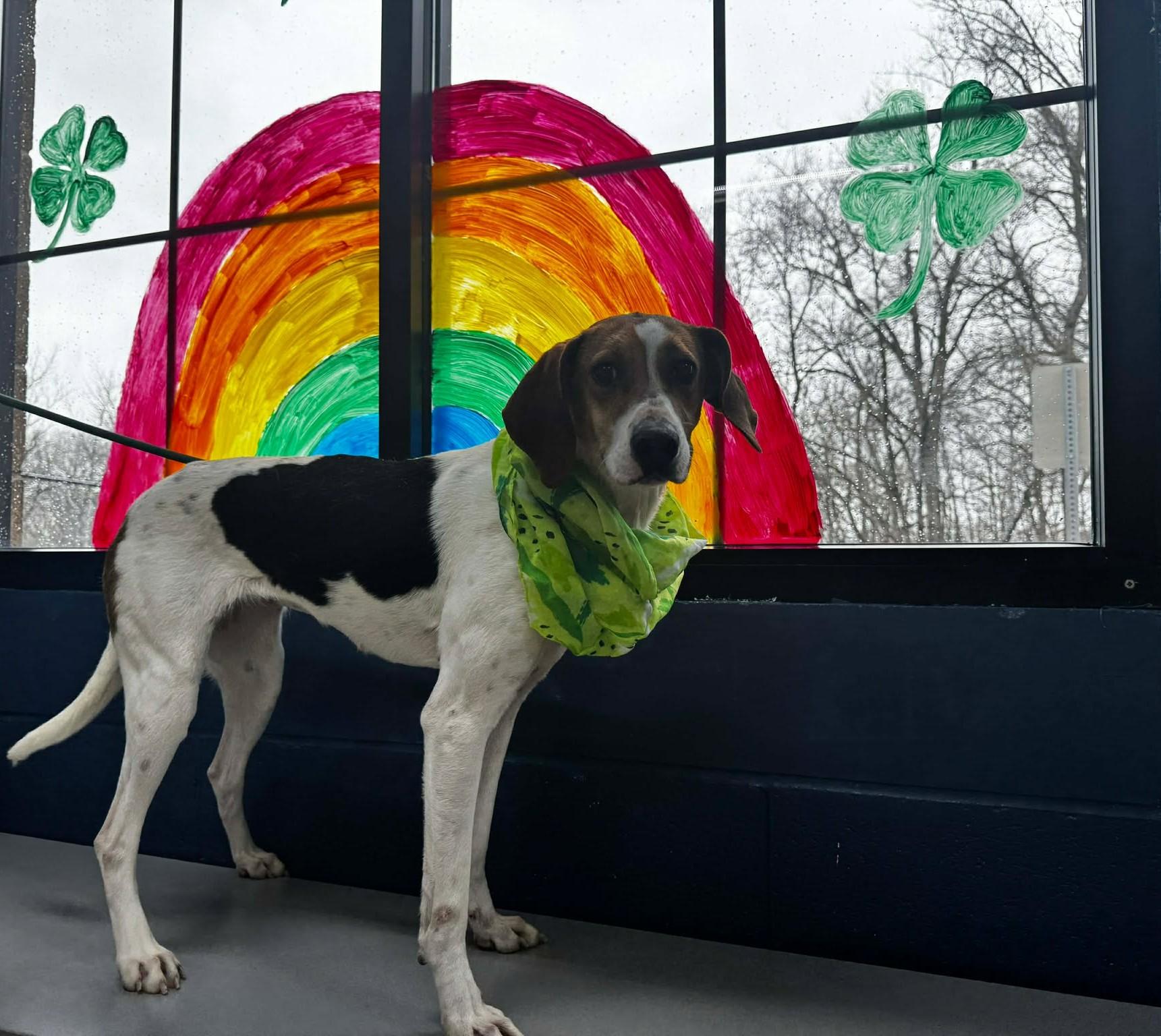 Enlarge annebell, a ADOPTABLE mixed breed in MARION, IN image 5/6